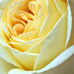 Szkółka róż - róża wielkokwiatowa - Hybrid Tea - żółty  - Rosa  Golden Tower® - róża z dyskretnym zapachem - Rosen-Tantau - Jest odmianą o wyjątkowo wielkich kwiatach oraz długiej, prostej łodydze, nadaje się także do cięcia.